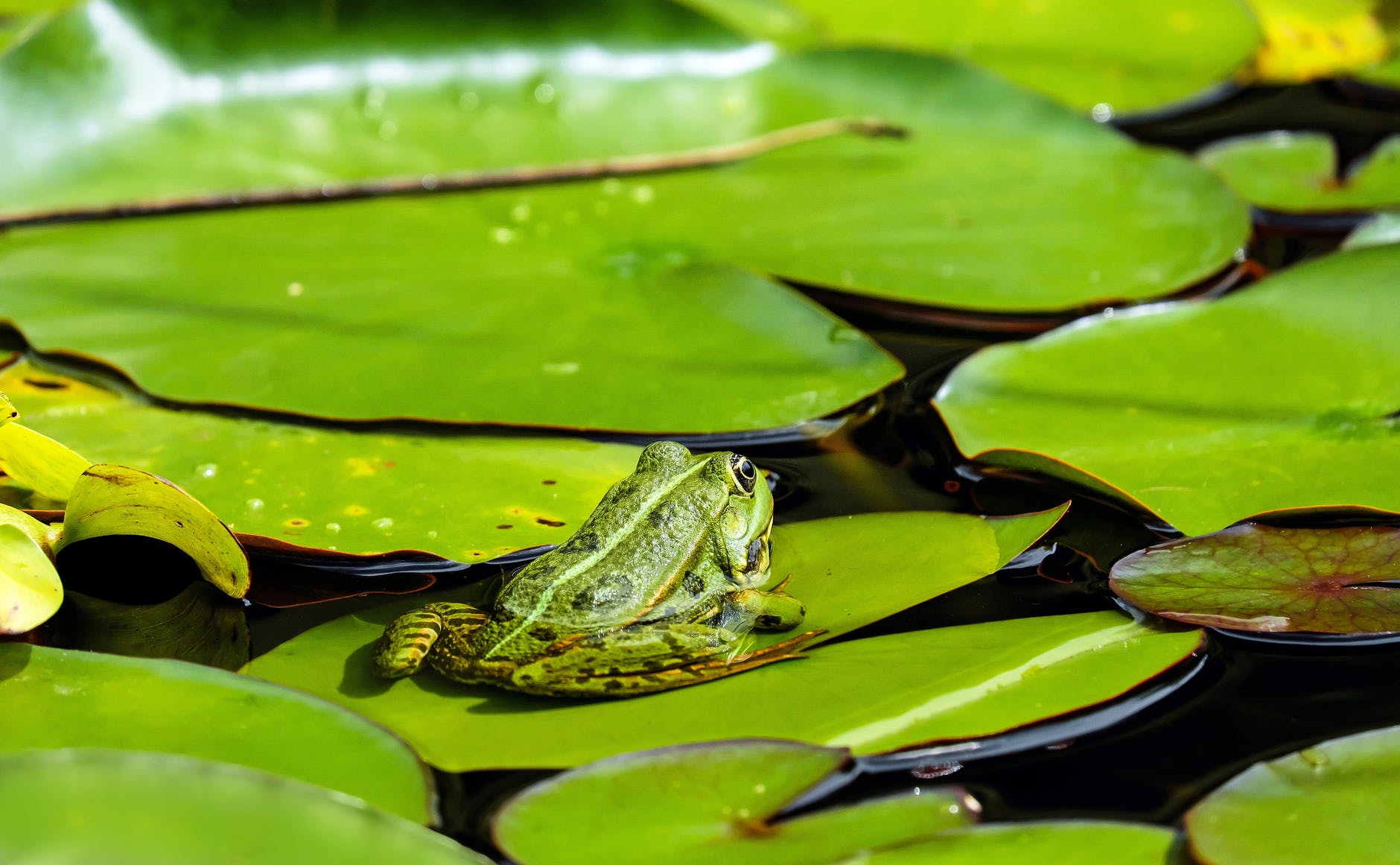 green frog on lily pad