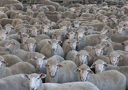 Image result for pictures of animal herds